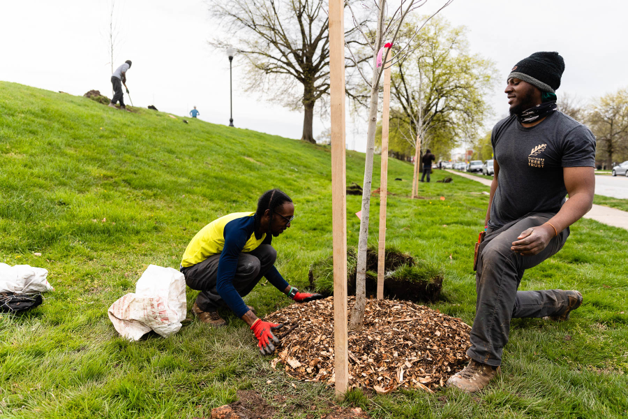 An African-American male squats by a newly planted tree, fixing the wood clippings that surround it. A colleague kneels next to him.