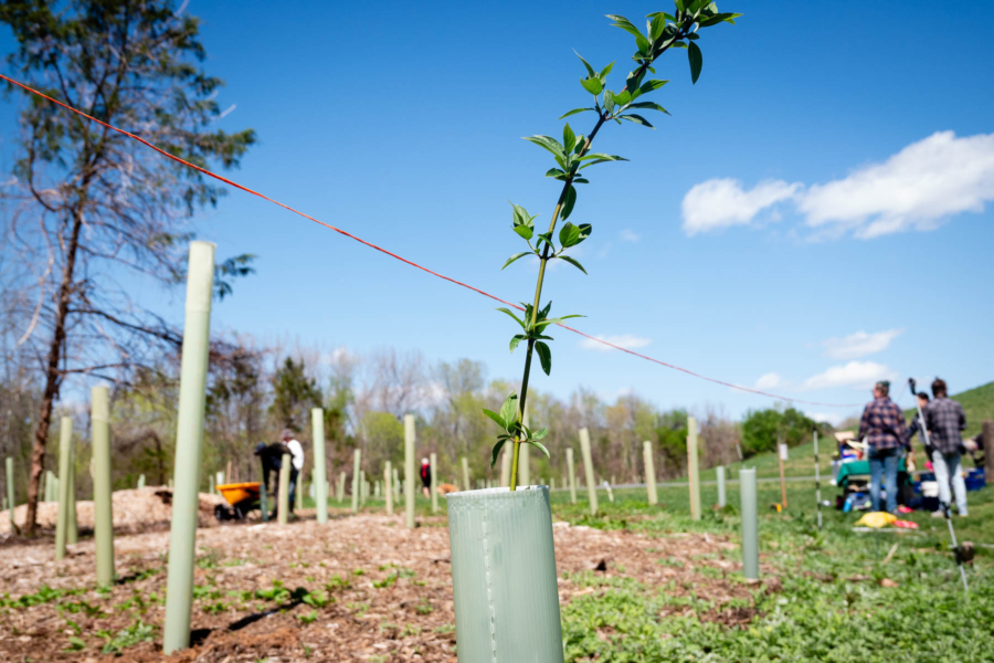 A newly planted tree grows in a protective plastic tube.