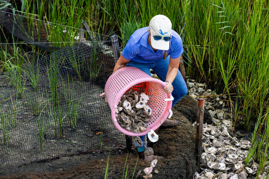 Woman dressed in a blue shirt and blue jeans and white hat dumps oyster shells from a red bucket onto the shoreline edge.