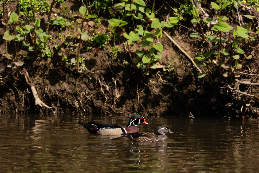 Two ducks swim pass a tall, eroding river bank with leafy plants growing alongside them.