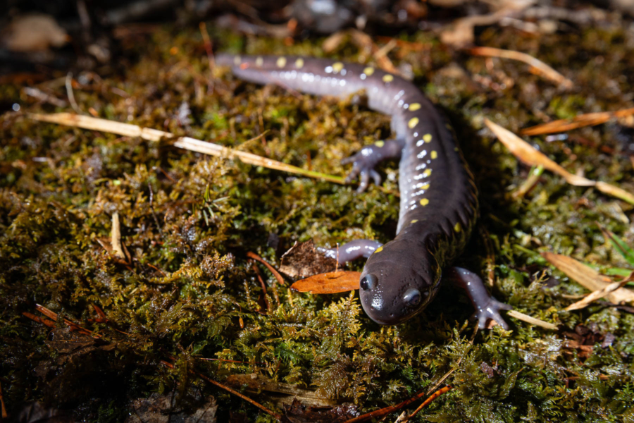 Dark blue salamander with yellow spots rests on mossy ground.