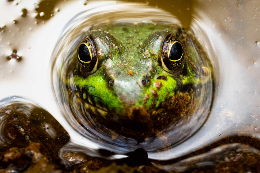 A bullfrog pops its face over the surface of the water.
