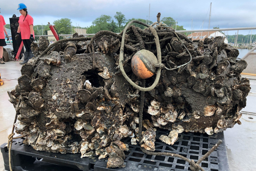 Reef ball after being taken out of the water is covered in oysters and muck.