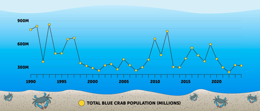 Infographic showing changes to the Chesapeake Bay's blue crab population over time.