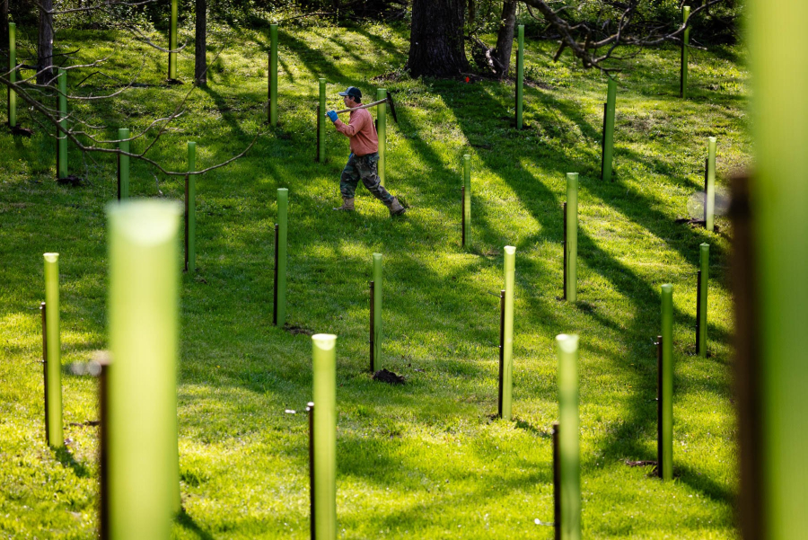 Tree tubes in the foreground with a man walking in the background.