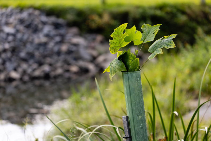 Leaves poke out of a tree tube planted alongside a stream.