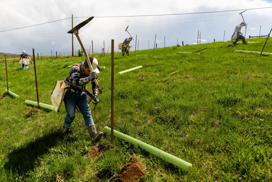 Man uses large tool to dig a hole.