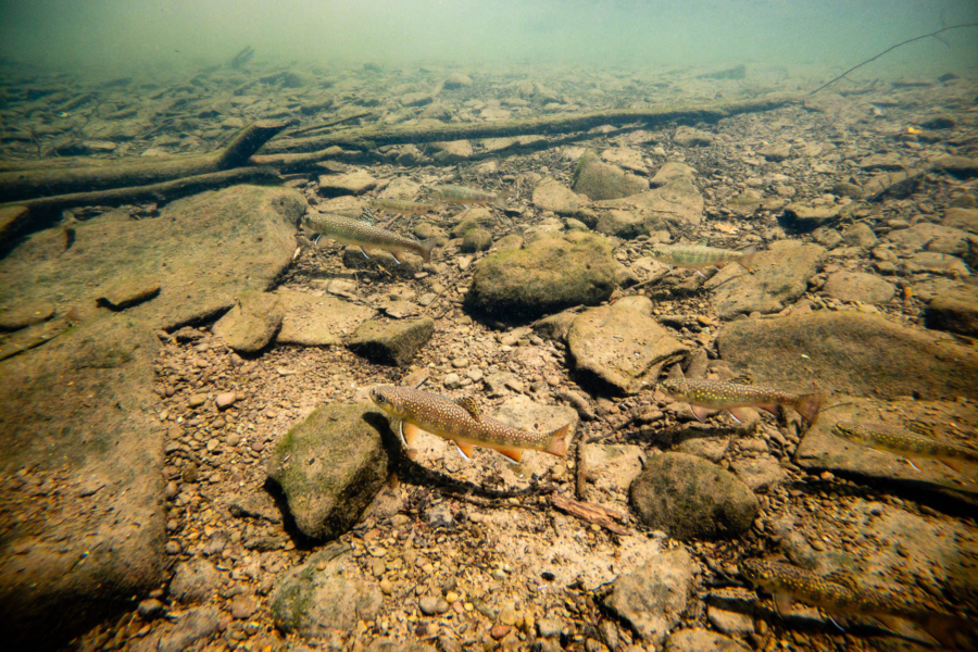 Fish swim over a rocky river bottom.