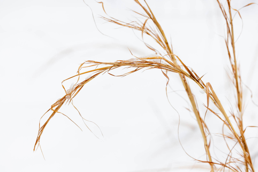 Yellow grass stems covered in ice arc gracefully toward snowy ground.