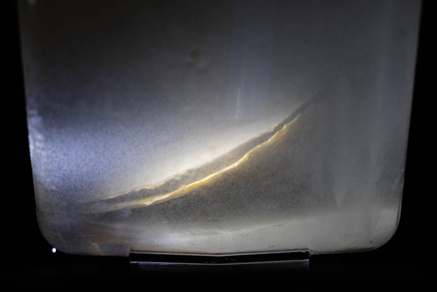 An illuminated oyster parts its shell slightly in a clear tank.