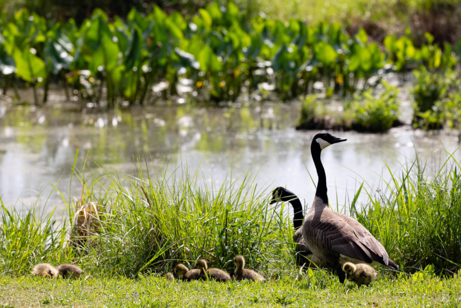 Two adult geese watch out over a string of goslings at the edge of a wetland.