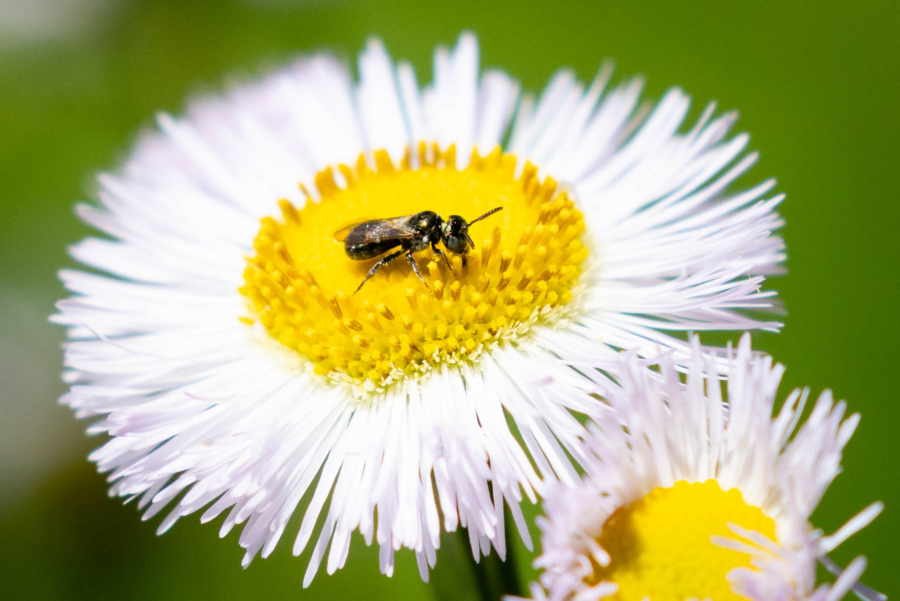 A tiny white flower fills the frame, with an even tinier bee in its yellow center.