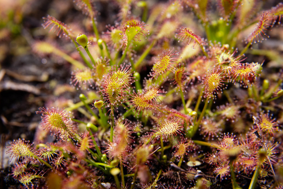 Dozens of carnivorous sundew plant heads cluster together.