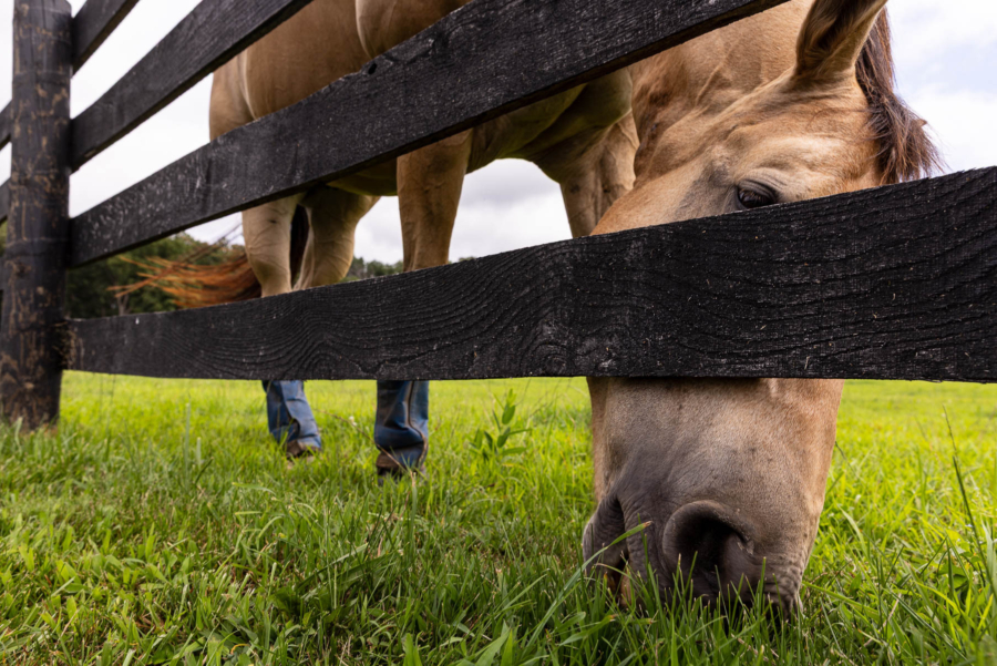A horse grazes green grass below a fence, seen from a very low perspective.