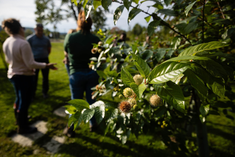 Buttonbush flowers and seed pods stand out on dark green leaves. A group of people are in the background standing behind the shrub.