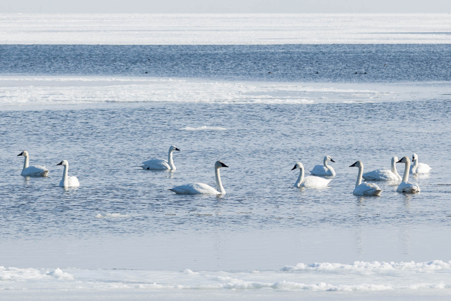 Large white tundra swans are nearly the same color as cold water layered with ice and snow.