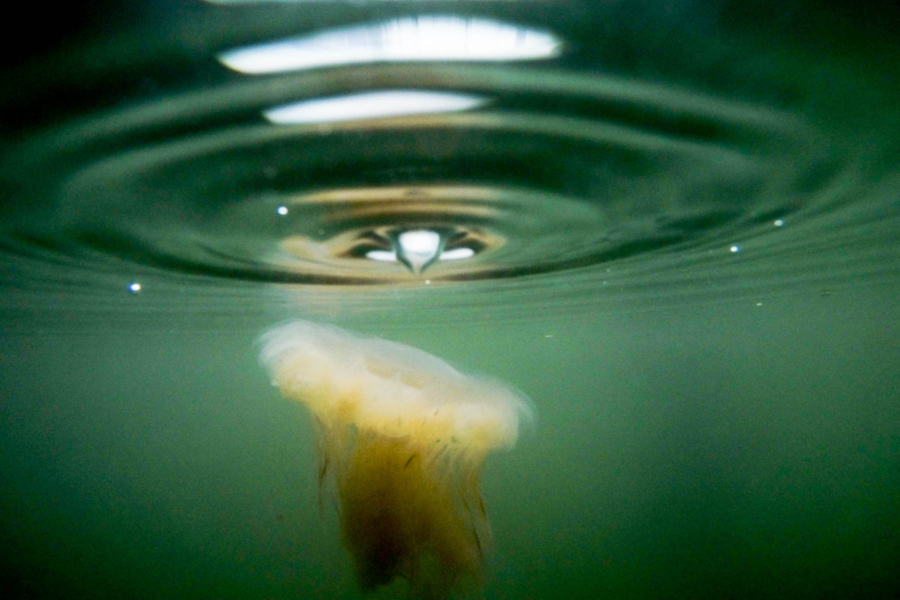 The jellyfish drifts near the surface, reflected in ripples.