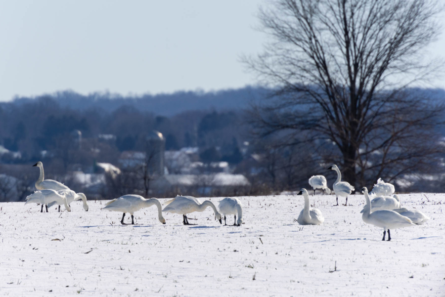 Tundra swans stand in thin snow with a rural town and farm silos in the distance.