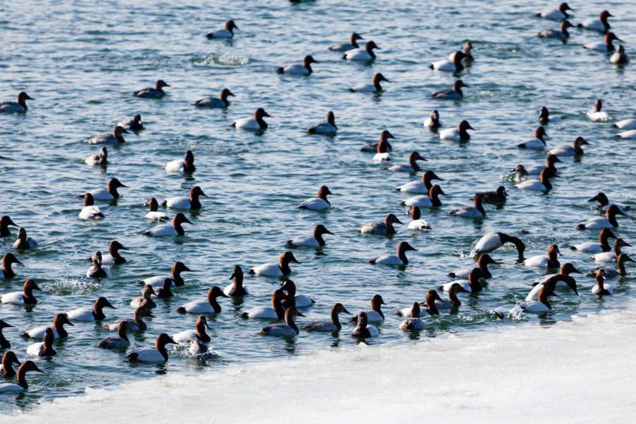 Dozens of swimming ducks all face the frozen stream bank.