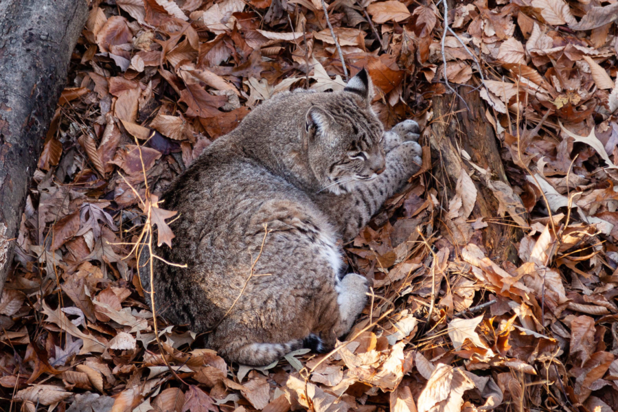 A bobcat curls up in soft crunchy leaves.