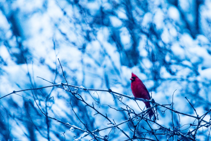 A cardinal's red feathers stand out against bluish snowy branches.