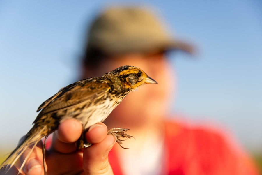 A saltmarsh sparrow is held delicately in one hand by a researcher studying it.