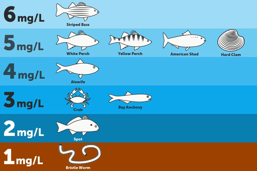 Infographic shows the minimum dissolved oxygen concentrations that animals at different depths of the Chesapeake Bay need to survive.