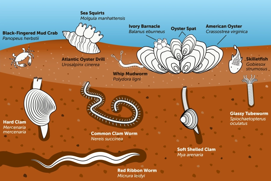 Infographic shows the different organisms that can be found in a typical benthic community, located at the bottom of the Chesapeake Bay and its rivers and streams.