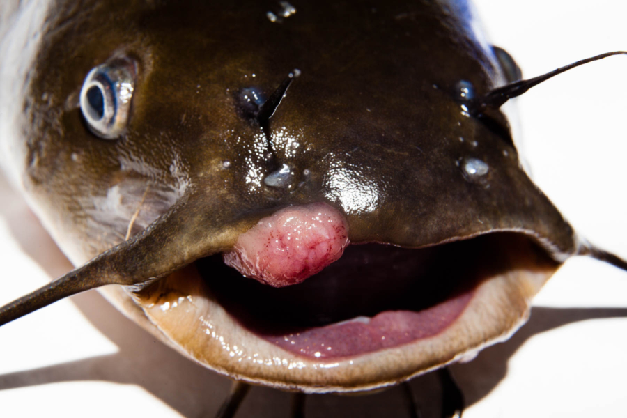 A brown fish has it's mouth open and a large tumor protrudes from its lip.