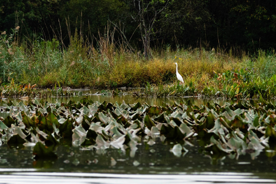 A great egret stands in stark contrast to green wetland plants growing on the bank of the Anacostia River.