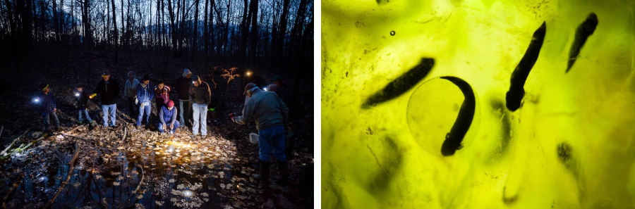 A collage of two images. In one, a group of people gather at dusk in the woods, pointing flashlights toward a shallow pool of water that is filled with fallen leaves. In another, silhouettes of wood frog larvae stand out against green algae.