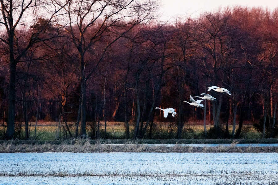 A flock of four tundra swans come in for a landing on a flooded farm field bordered by bare trees.