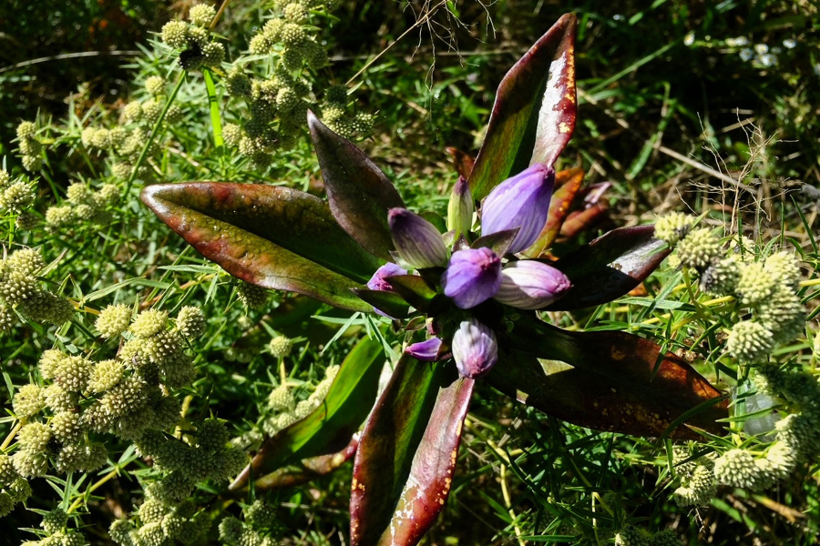 A gentian flower in bloom against a backdrop of rattlesnake master and other native plants.