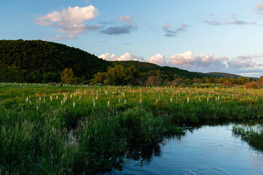 A stream flows through a field full of white plastic tree tubes, with low forested mountains in the distance.