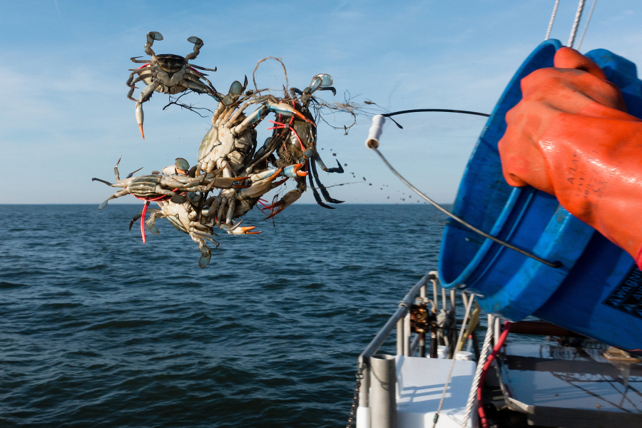 A marine biologist empties a bucket of tagged blue crabs back into a river.