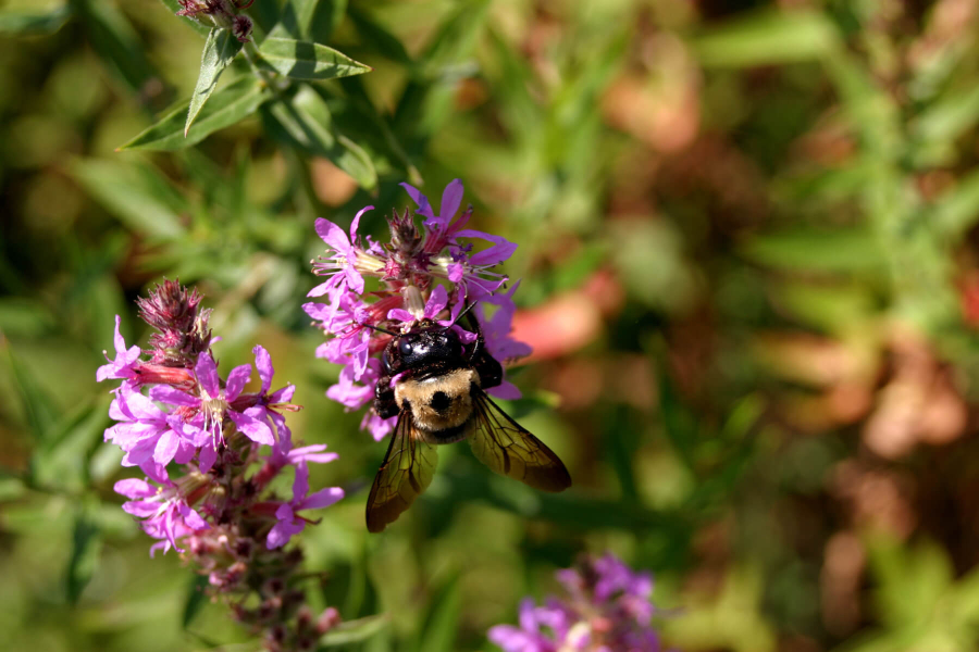 A bumblebee sips nectar from a purple loosestrife blossom.