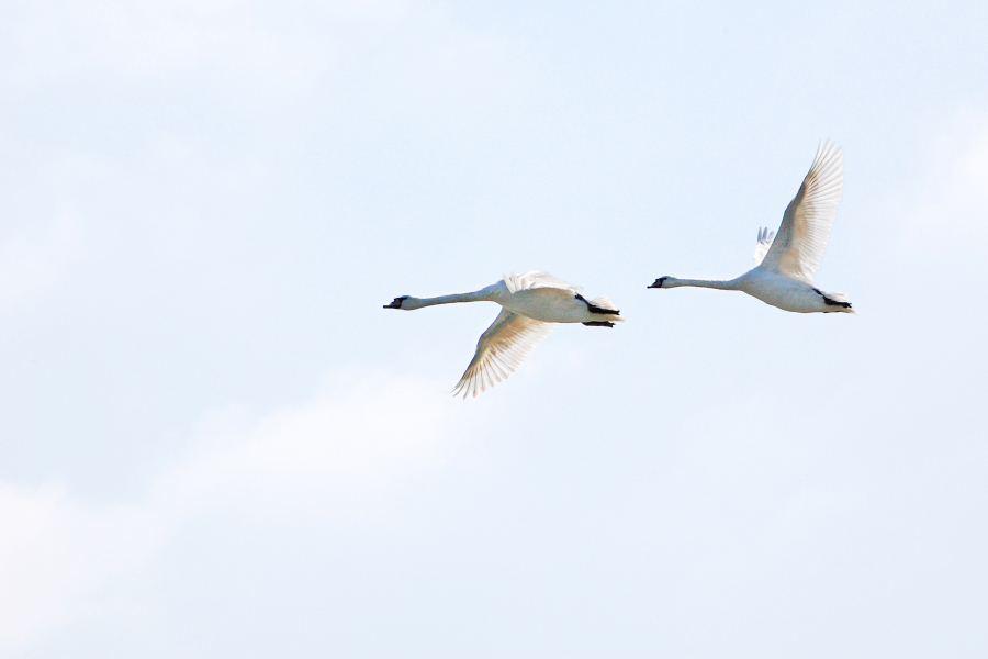 Two mute swans in flight.