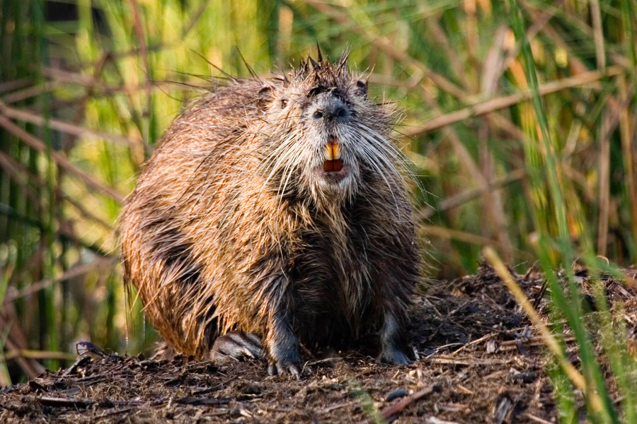 A nutria sitting on a mound of plant matter shows off its orange teeth.