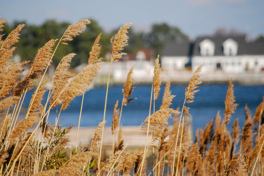 Golden-colored Phragmites grows on a shoreline.