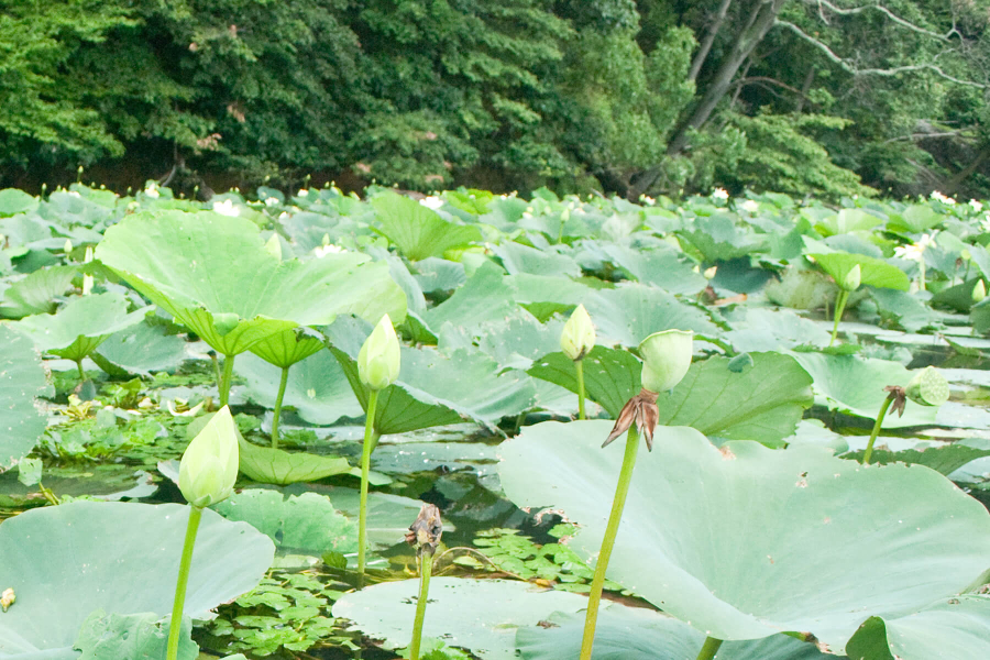 Water chestnut grows among a bed of lotus plants.