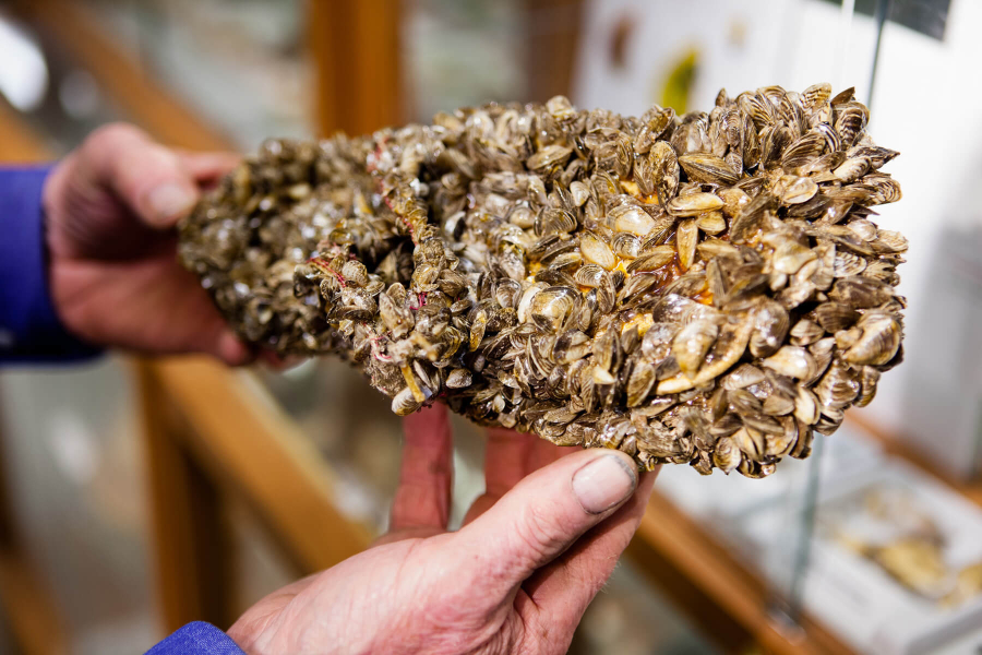 Two hands hold up a flip-flop that is covered in zebra mussels.