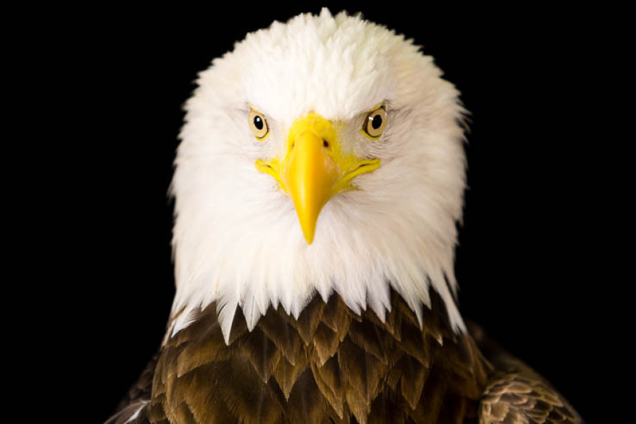 Close up of a bald eagle's head. It has a white face with a bright yellow beak.