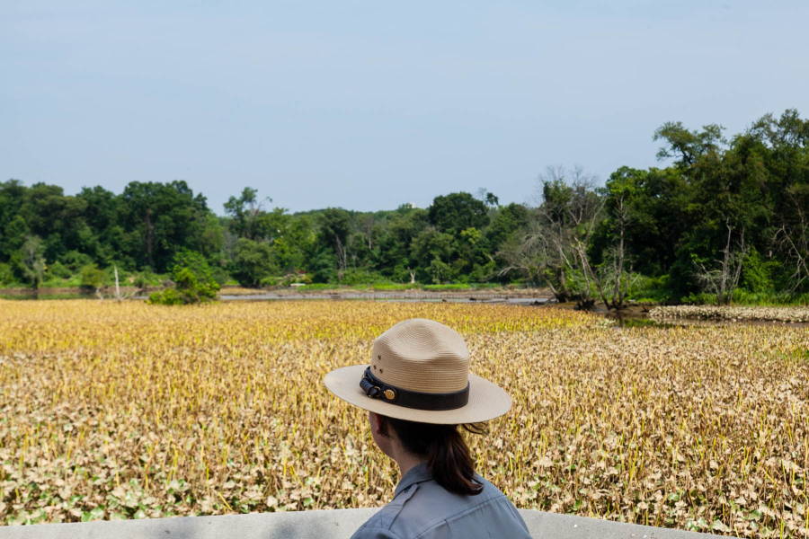 A National Park Service ranger looks out at a wetland full of lotuses.