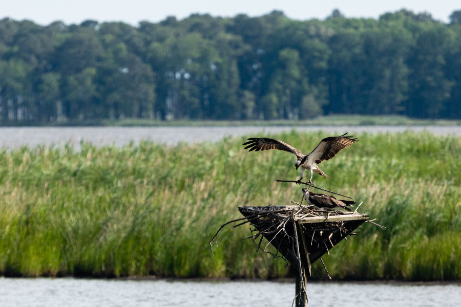 An osprey with outstretched wings and a stick grasped in its talons prepares to land on a nesting platform built in a salt marsh.