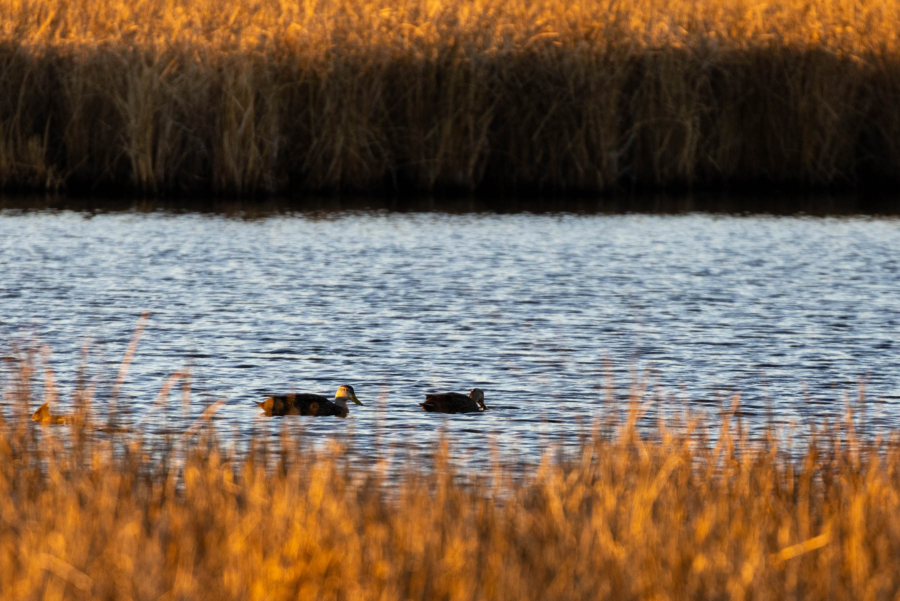 Two ducks float on the water with rust-colored marsh grasses in the foreground and background.