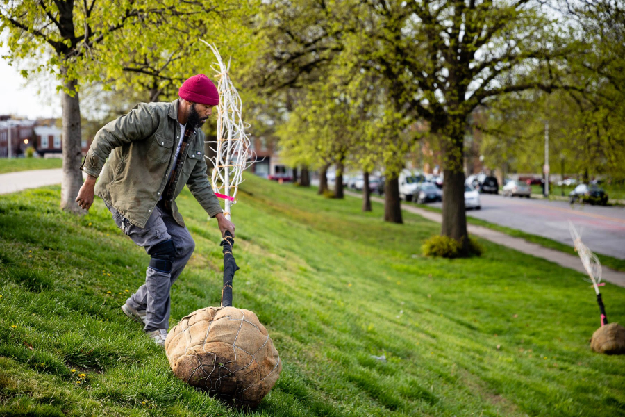 A man moves a tree whose root ball is wrapped in burlap down a small, grassy hill toward a sidewalk, where it will be planted along a residential street.