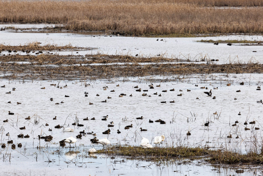 Several different species of waterfowl swim in a wetland in winter.