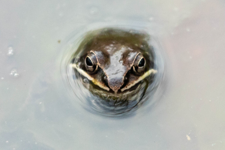 A wood frog sticks it head above the surface of the water. It can be identified by the characteristic black marking on its face that resembles a robber’s mask and white upper lip. The frog is surrounded by water.