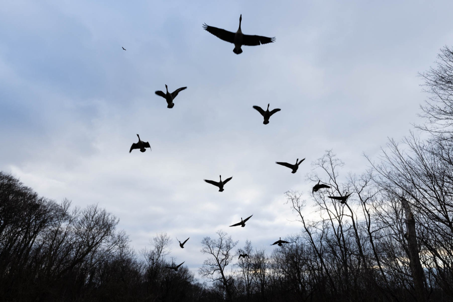 Canada geese fly overhead in a "V" formation. The geese are silhouetted against a cloudy sky, with dark, leafless trees on either side.