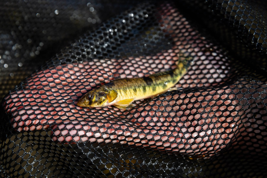 A biologist's open palm holds a dark mesh net, on top of which sits a yellow banded fish.